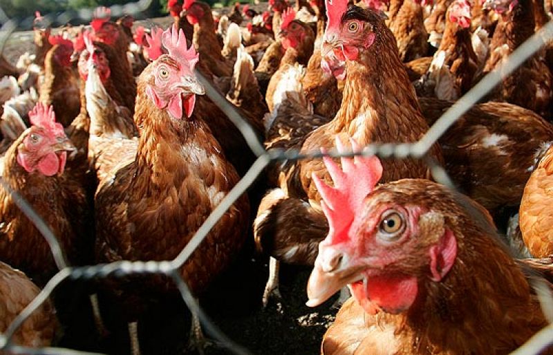 Un grupo de ecologistas denuncia la mala situación de las gallinas ponedoras