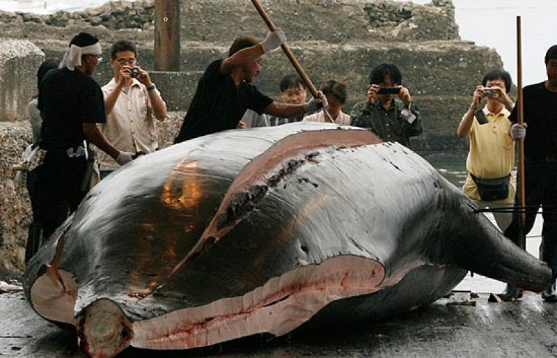 Japón continúa cazando ballenas