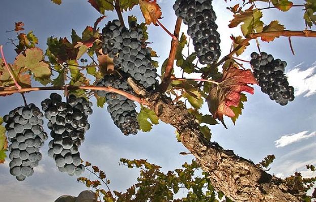 Zamora, tierra de vinos de lujo