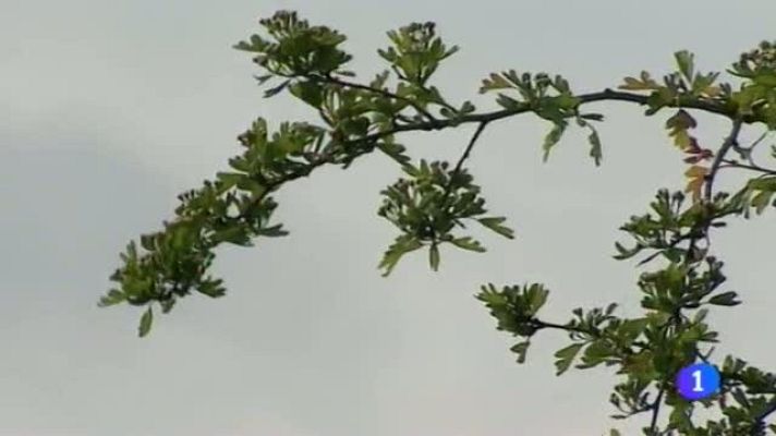 Telenavarra - Telenavarra - 24/04/2014