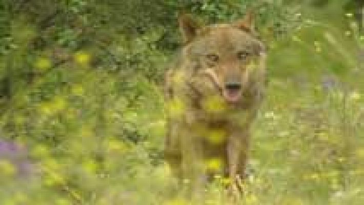Plataforma en Defensa del Lobo Ibérico