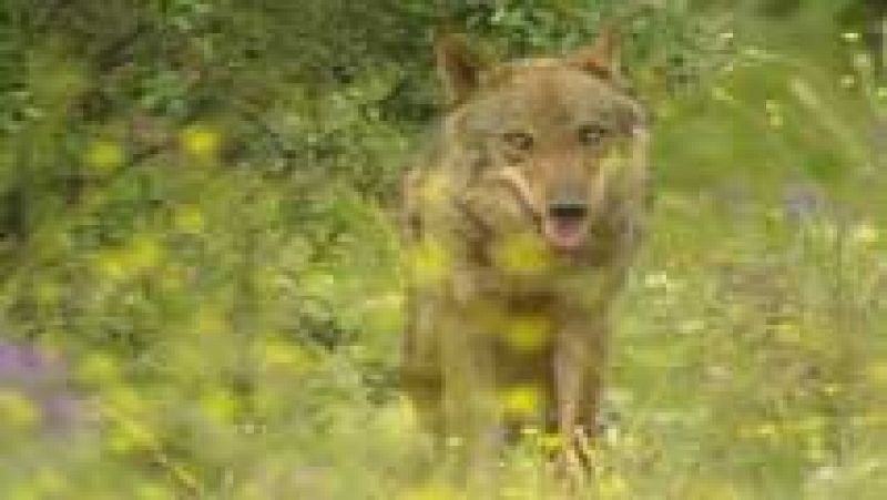 La Junta de Castilla y León  subasta en Internet la caza de ocho lobos