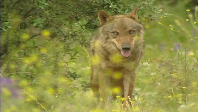 La Junta de Castilla y León  subasta en Internet la caza de ocho lobos