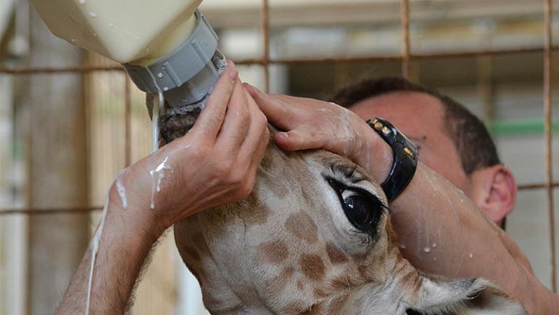 La mañana - Luchan por la vida de una jirafa recién nacida