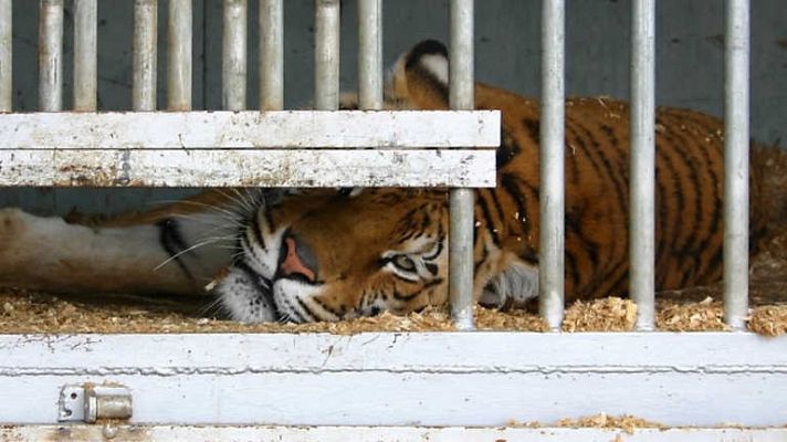 Animales de circo. En la cuerda floja