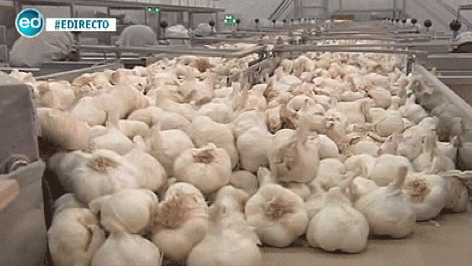 España Directo- Las Pedroñeras defiende su ajo frente al chino