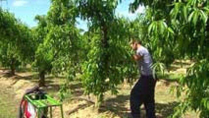 En el primer trimestre el paro bajó en agricultura 