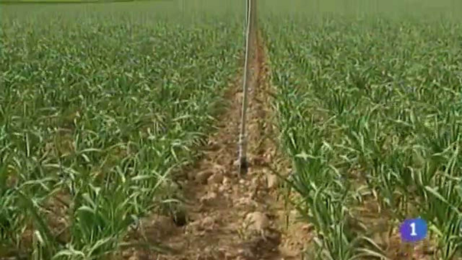 Noticias de Castilla-La Mancha: Noticias de Castilla-La Mancha - 30/04/14 | RTVE Play