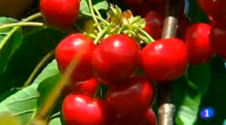 L'Informatiu - Ha començat la collita de les primeres cireres de la temporada