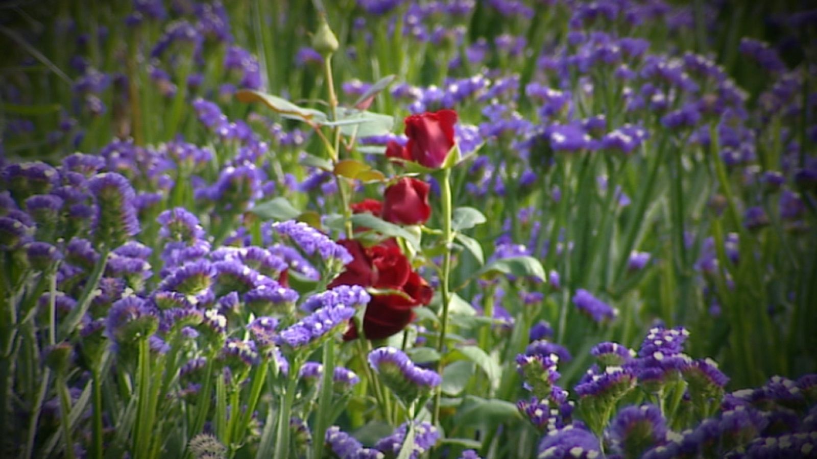 Telecanarias - 02/05/14 | Ver