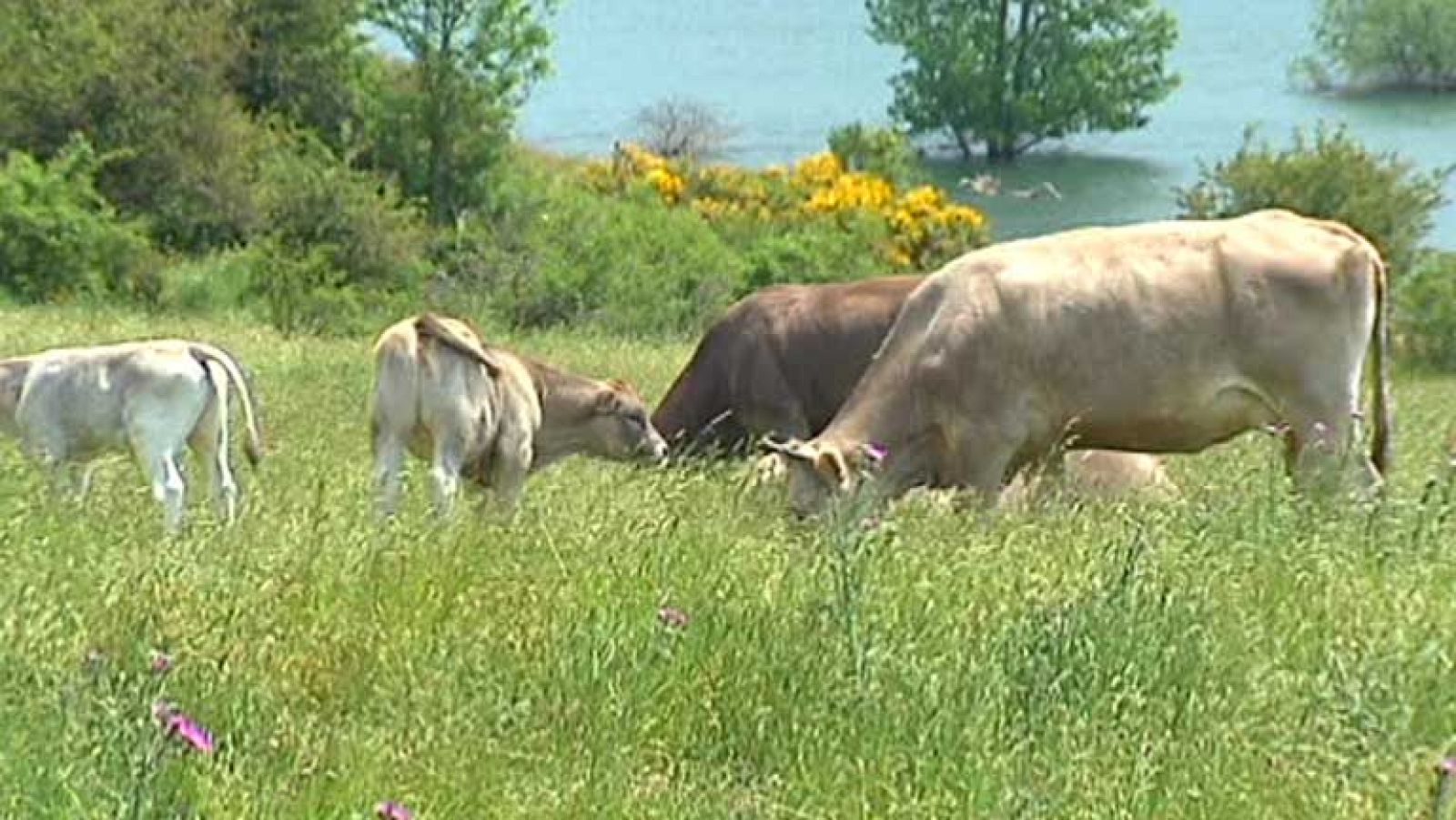 Animales felices para que su carne sea la mejor
