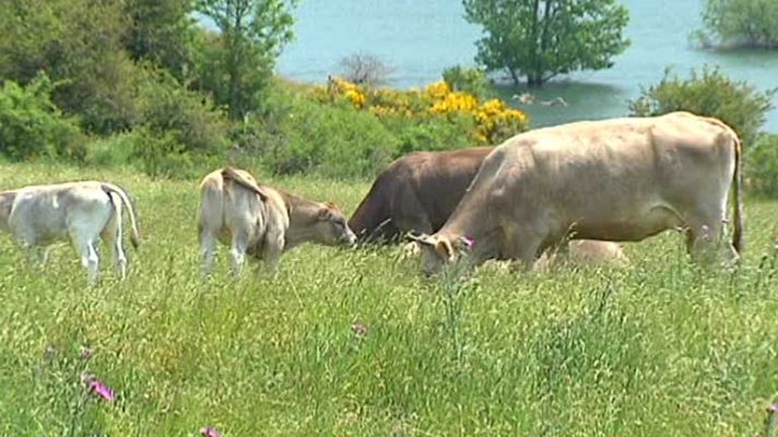 Telediario 1 - Animales felices, clientes felices