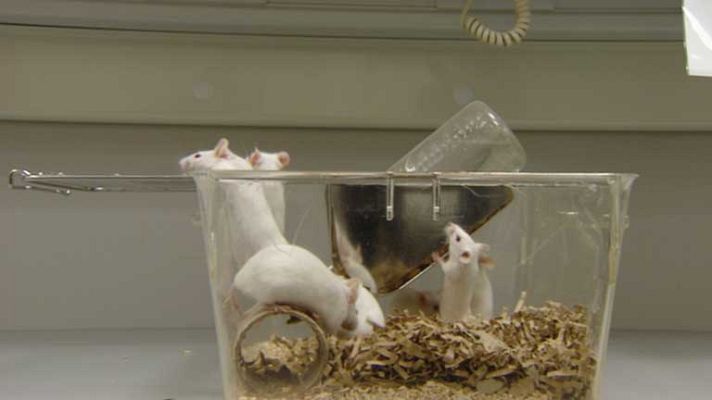 Telediario 1 - Sangre joven para rejuvenecer el cerebro y los músculos