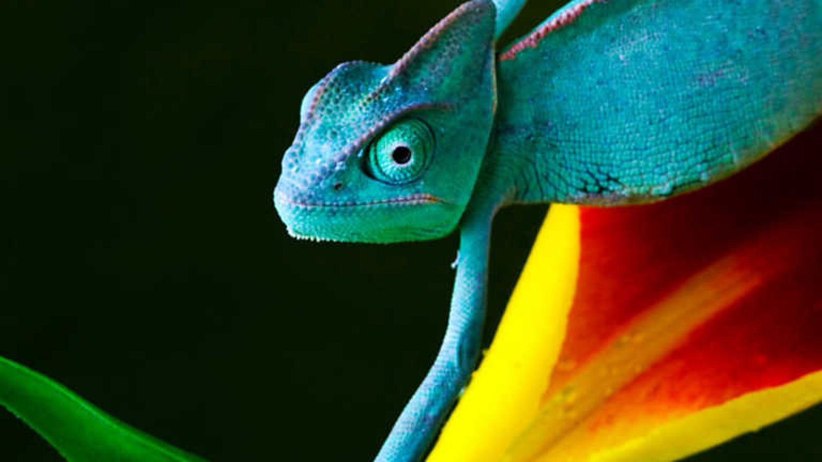 Grandes documentales - Velocidad asesina: La selva - Ver ahora