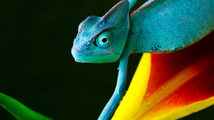 Grandes documentales - Velocidad asesina: La selva