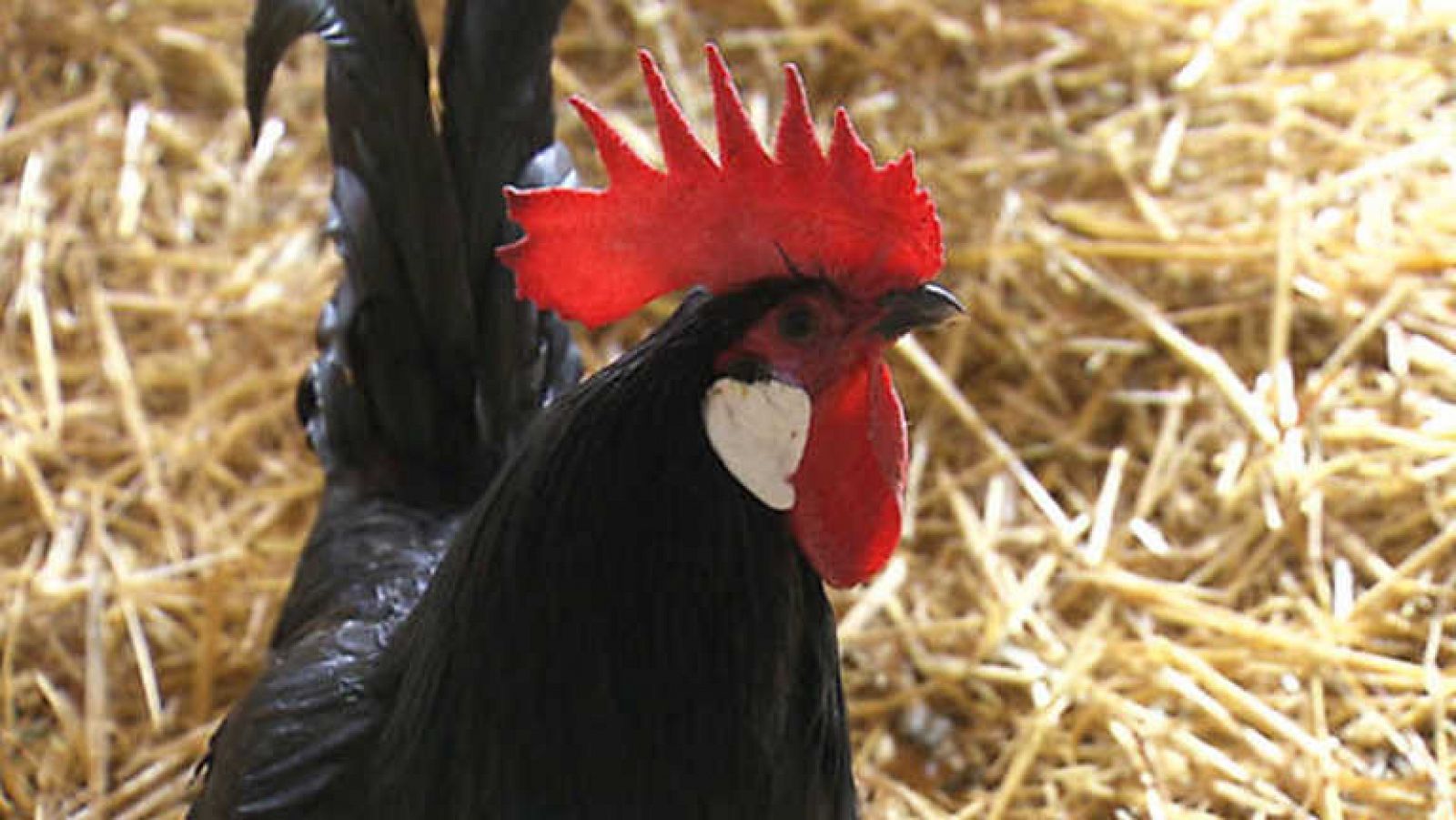 El Escarabajo Verde - Autóctonos - Ver ahora