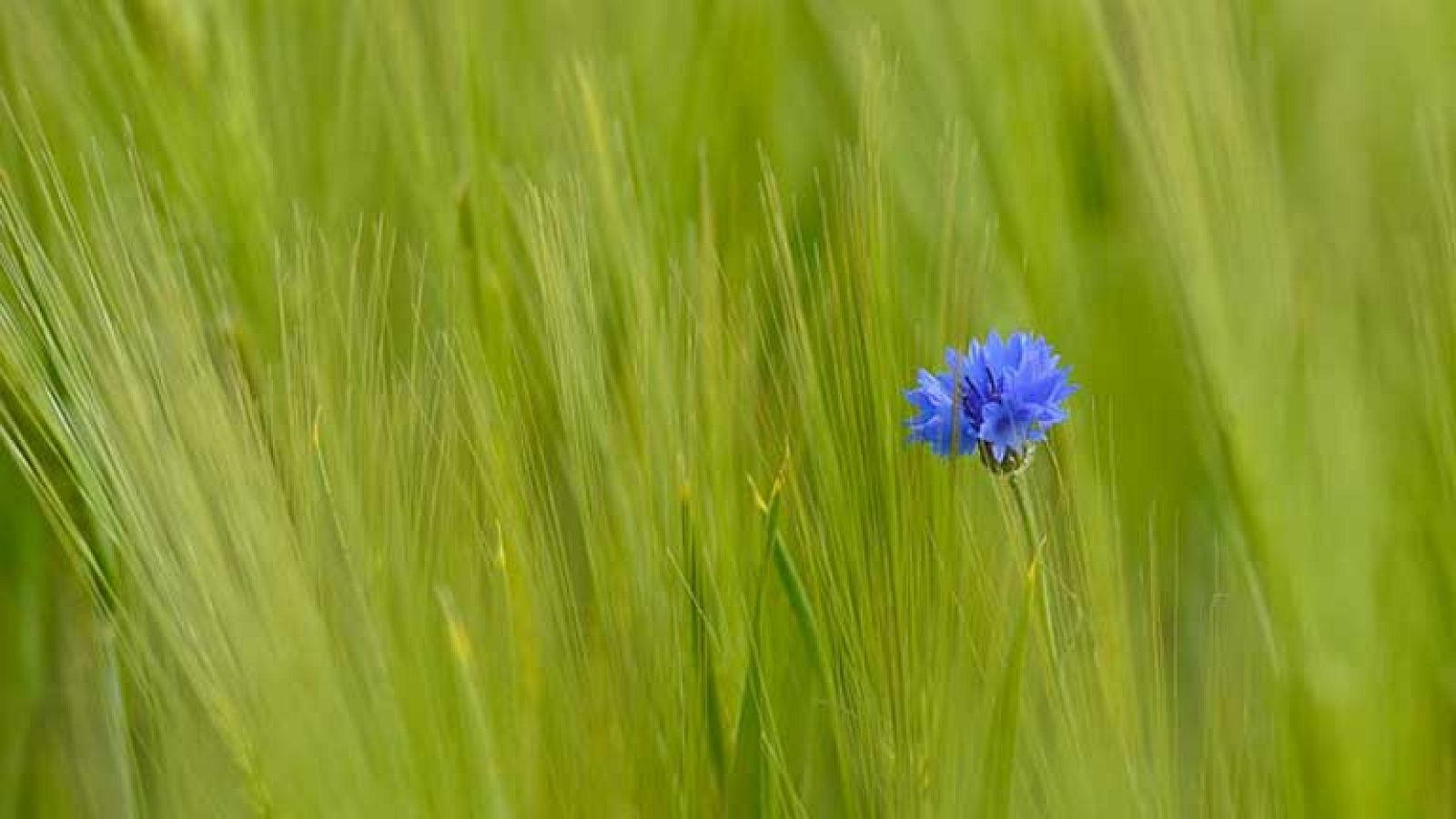 Algún chubasco y ascenso de las temperaturas en la mayor parte de la Península