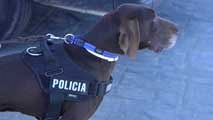 Perros adiestrados en la Policía Nacional