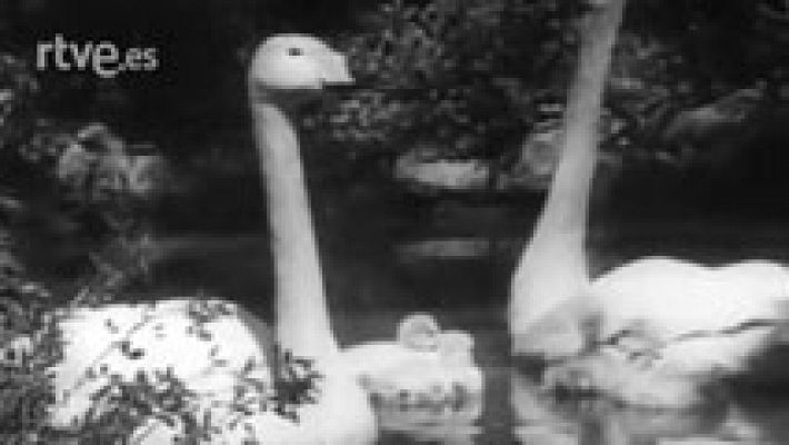 El planeta azul - Los cisnes