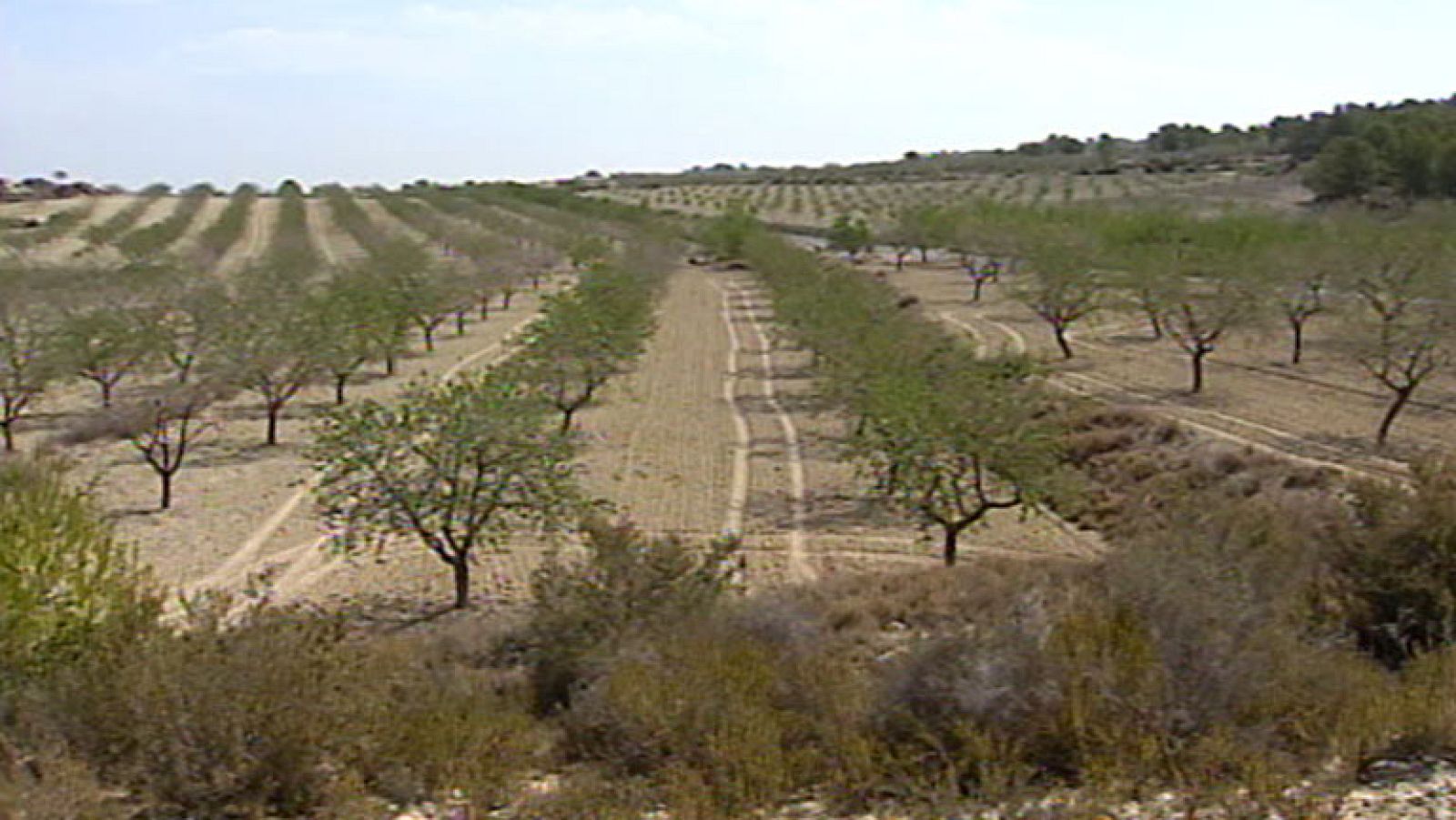 Peligran las cosechas en Alicante con zonas sin lluvia durante casi un año