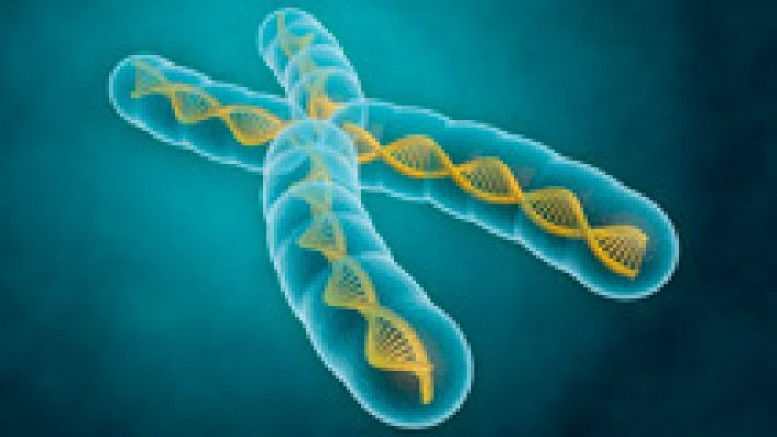 La telomerasa, la enzima de la eterna juventud