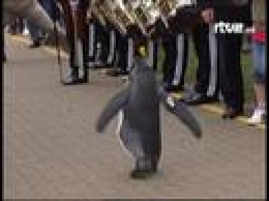 Un pingüino recibe el título de Sir