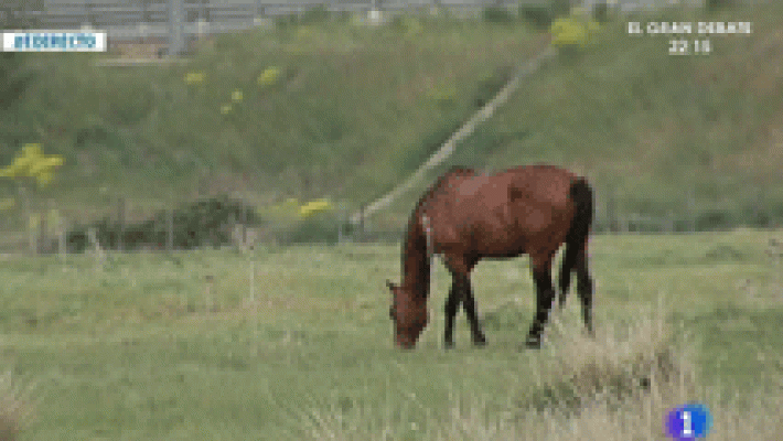 Muere un niño de 7 años tras ser pisoteado por un caballo