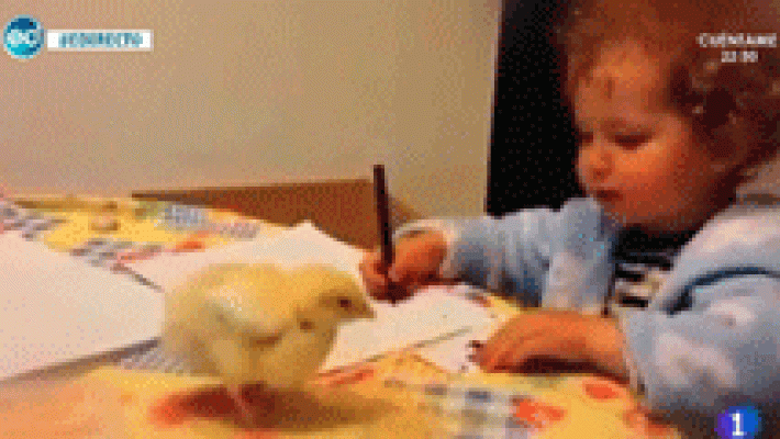 Una niña y su pollito revolucionan la red