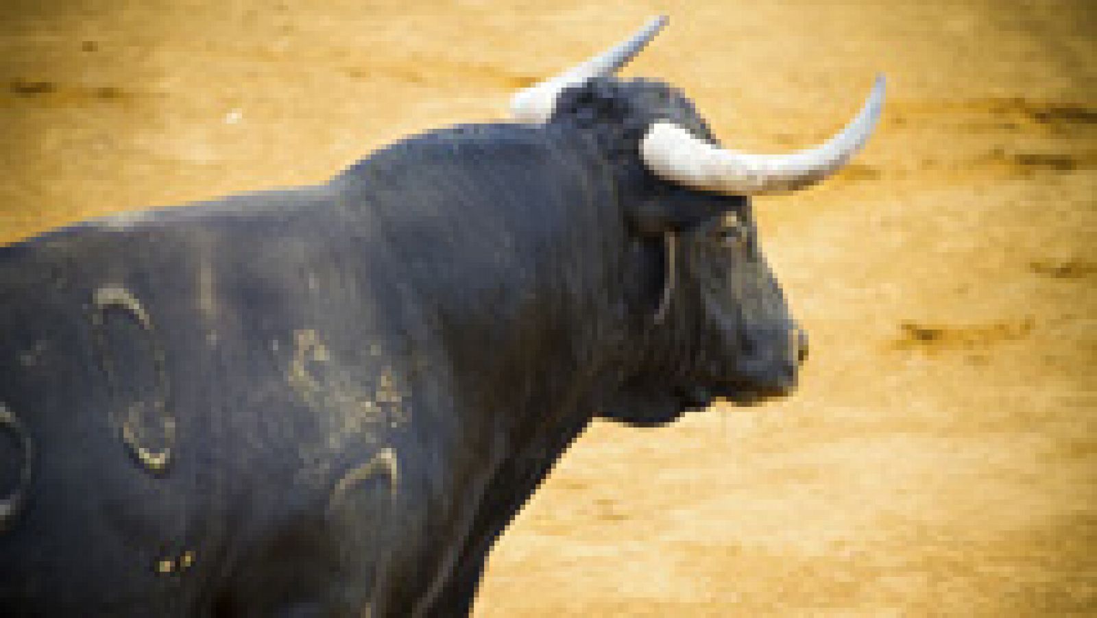 Telediario 1: Limar las astas de los toros, una práctica perseguida por la Policía | RTVE Play