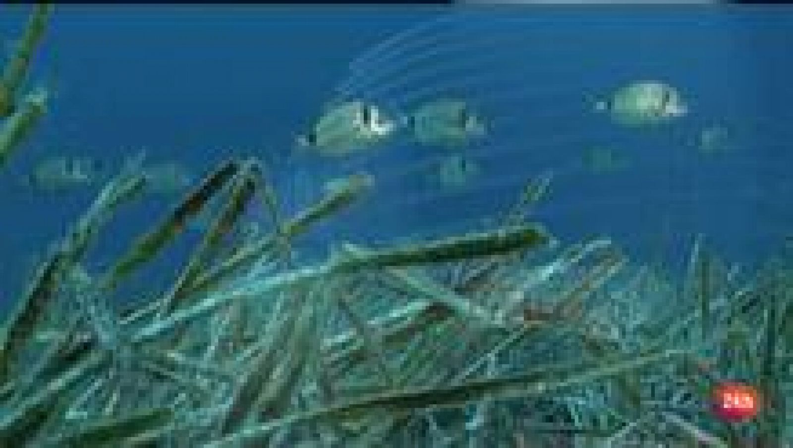 Lab24:  Posidonia, la gran depuradora natural | RTVE Play