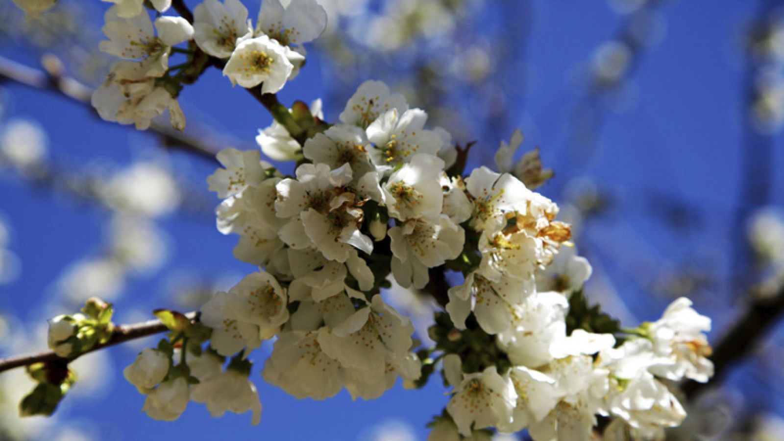 Arranca la temporada de la cereza en el Valle del Jerte