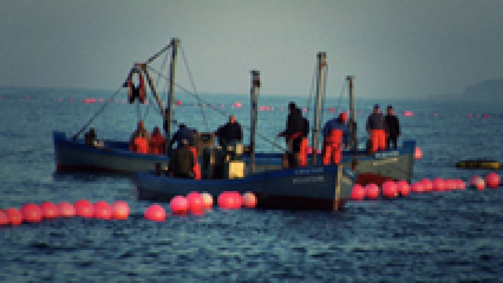 Aquí la Tierra: La pesca del atún en Cádiz, la almadraba | RTVE Play