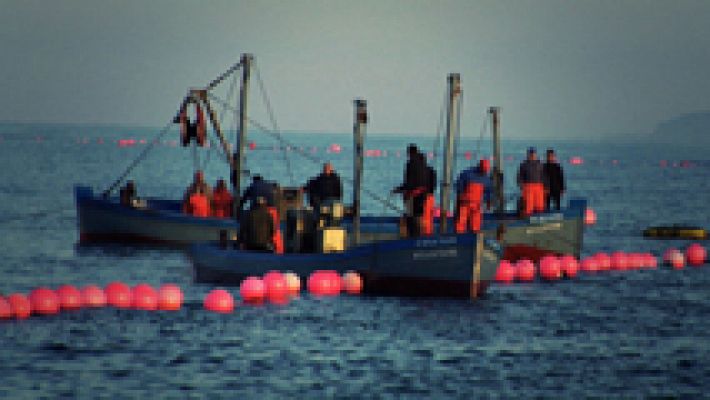 La pesca del atún en Cádiz, la almadraba