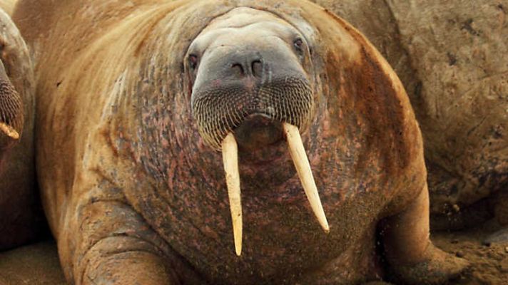 Grandes documentales: Mundo Natural: La Morsa, una criatura de dos  toneladas