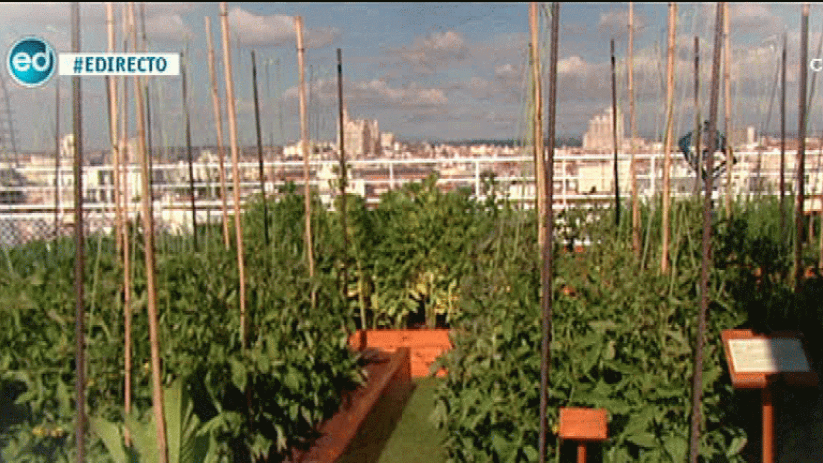 España Directo- Un huerto de vértigo