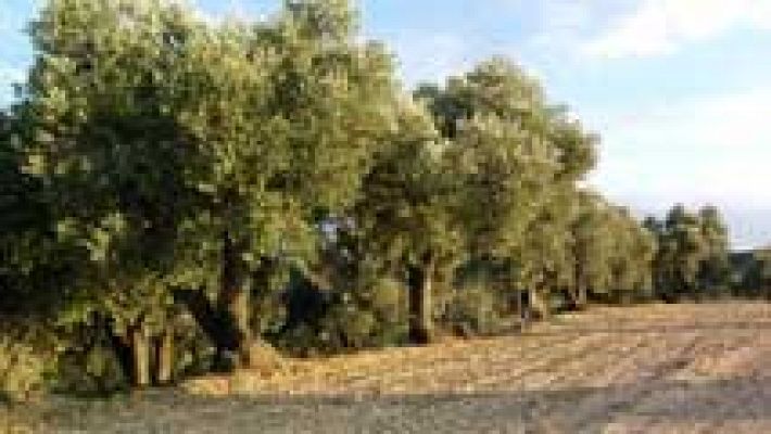 Telediario 1 - Smana dedicada al Medio Ambiente