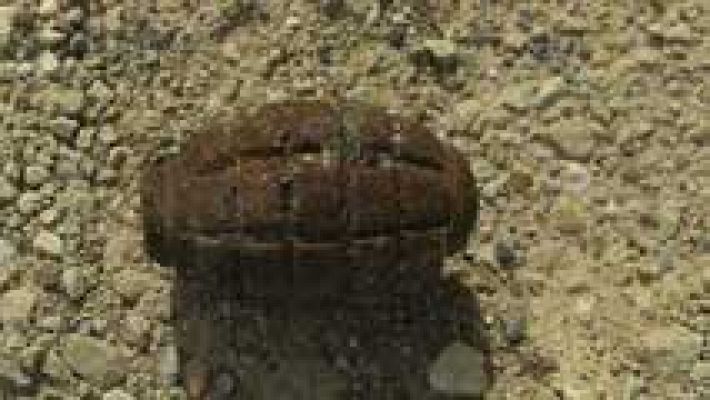 Telediario 1 - Restos de la guerra civil