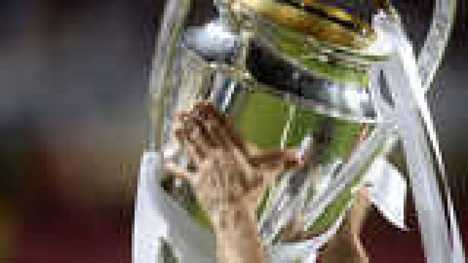 Informe Semanal - La décima copa - Ver ahora