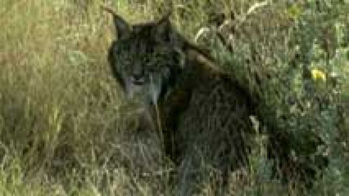 Atropellados 3 linces ibéricos