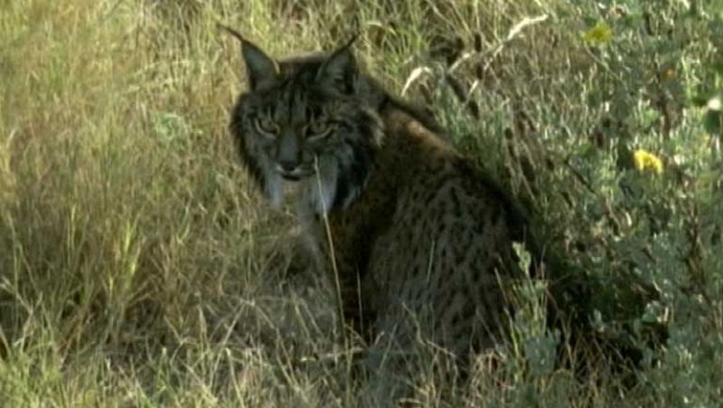 3 linces han muerto atropellados en la carretera esta semana 
