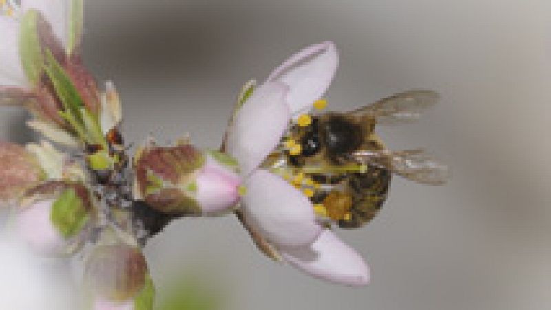 La ciencia investiga cómo evitar la desaparición de las abejas 