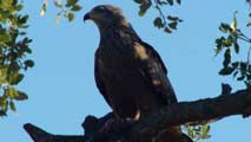 La población del águila imperial ya supera en España las 400 parejas