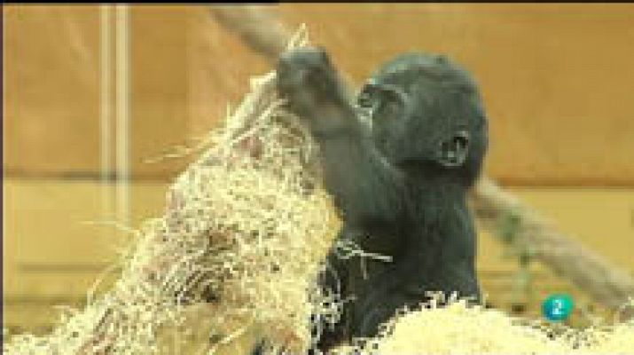 Para todos La 2 - Gorilas ante un espejo