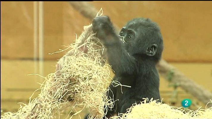 Para todos La 2 - Gorilas ante un espejo