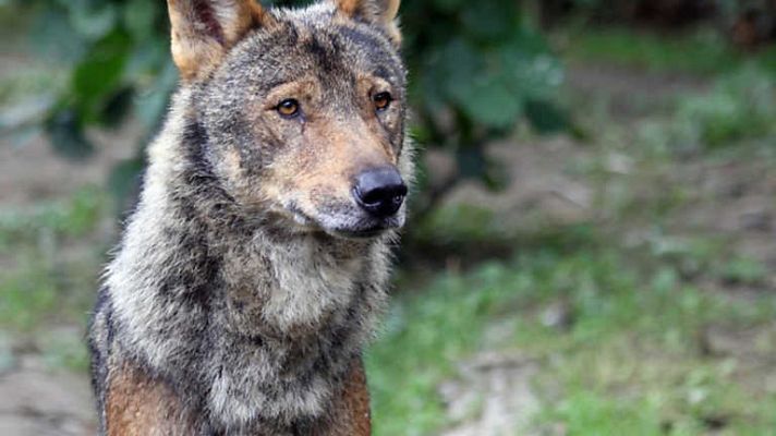 Crónicas - De lobos y hombres
