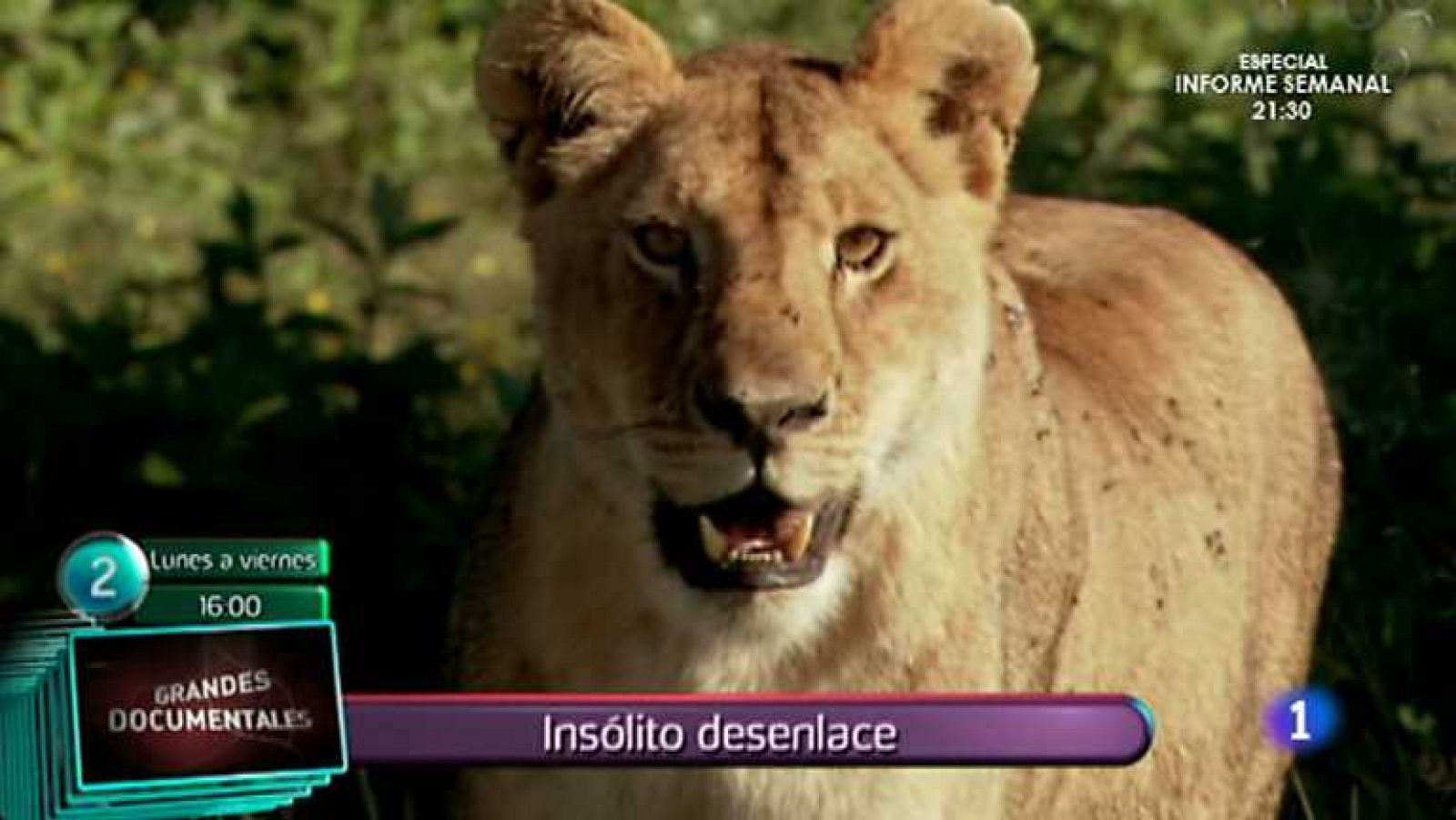 Lo que hay que ver -  07/06/14 - Ver ahora