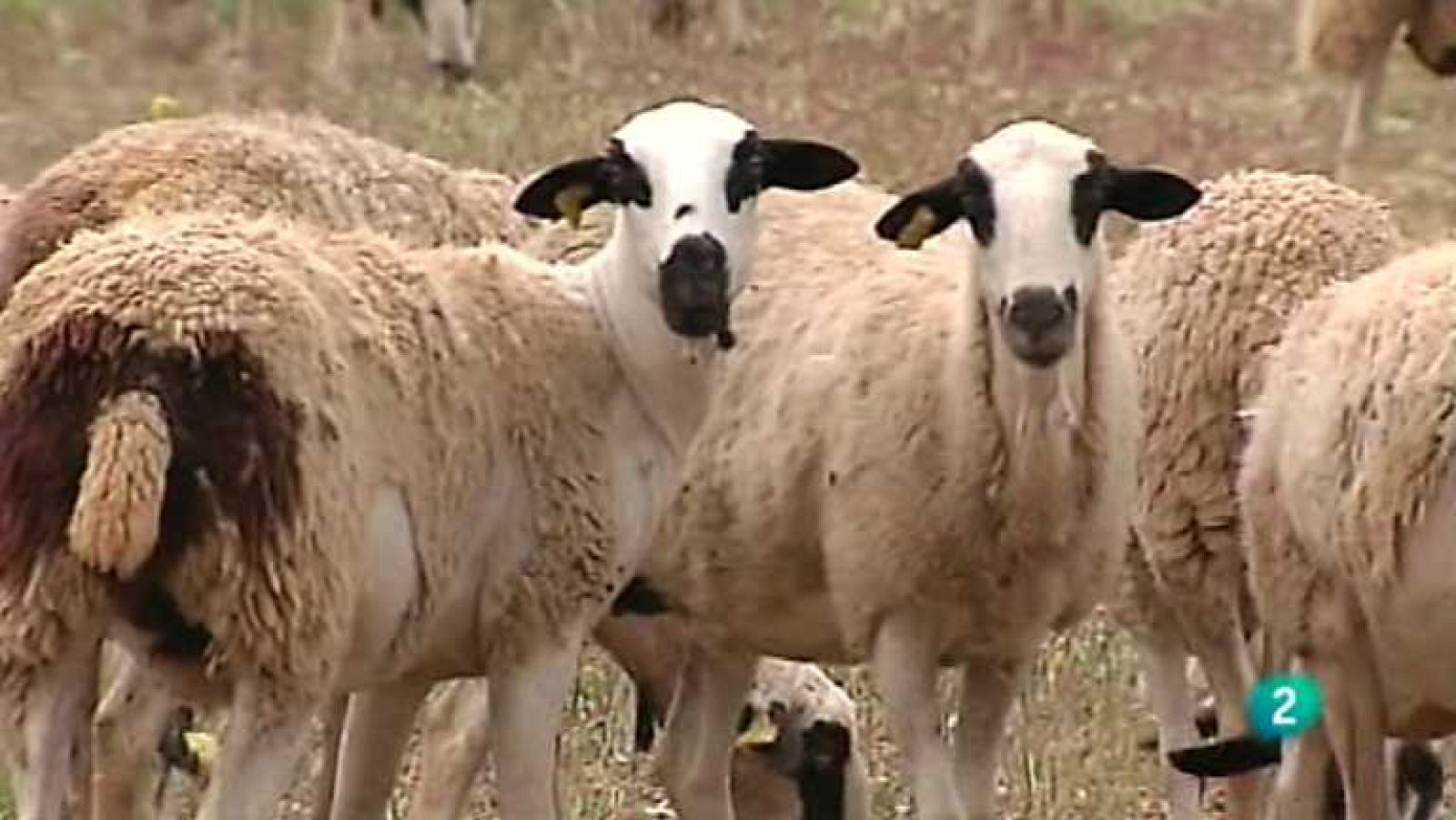 Agrosfera - 07/06/14 - ver ahora