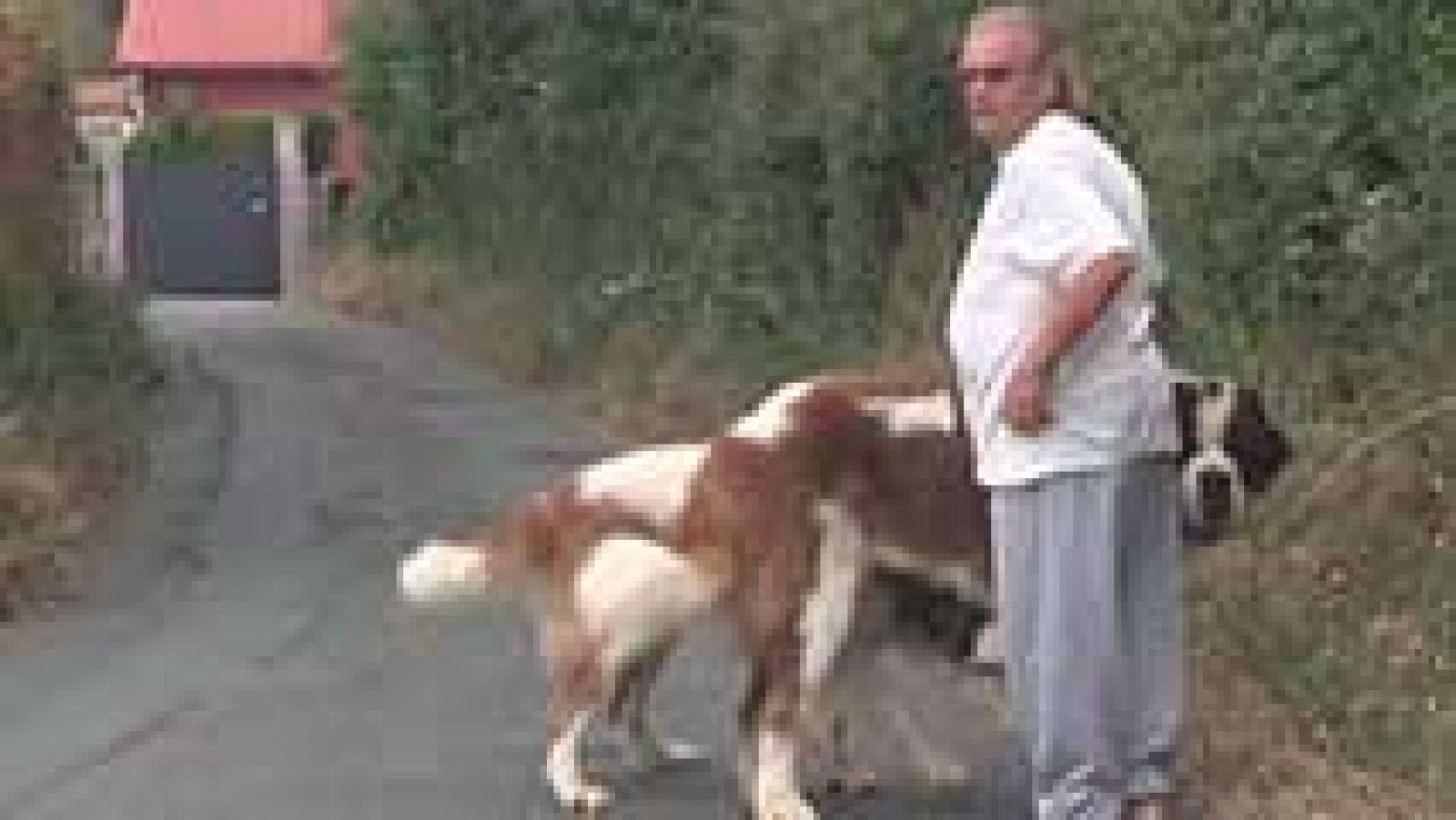 La mañana - Perros peligrosos | Ver