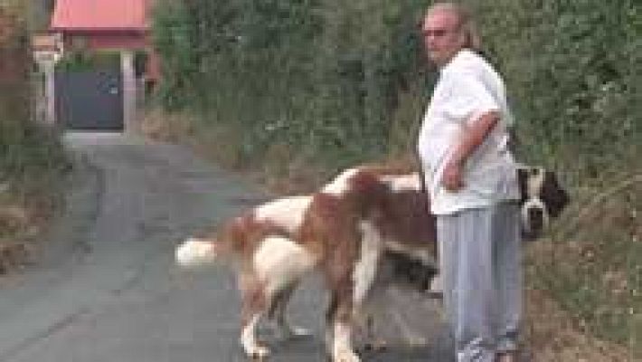 La mañana - Perros peligrosos