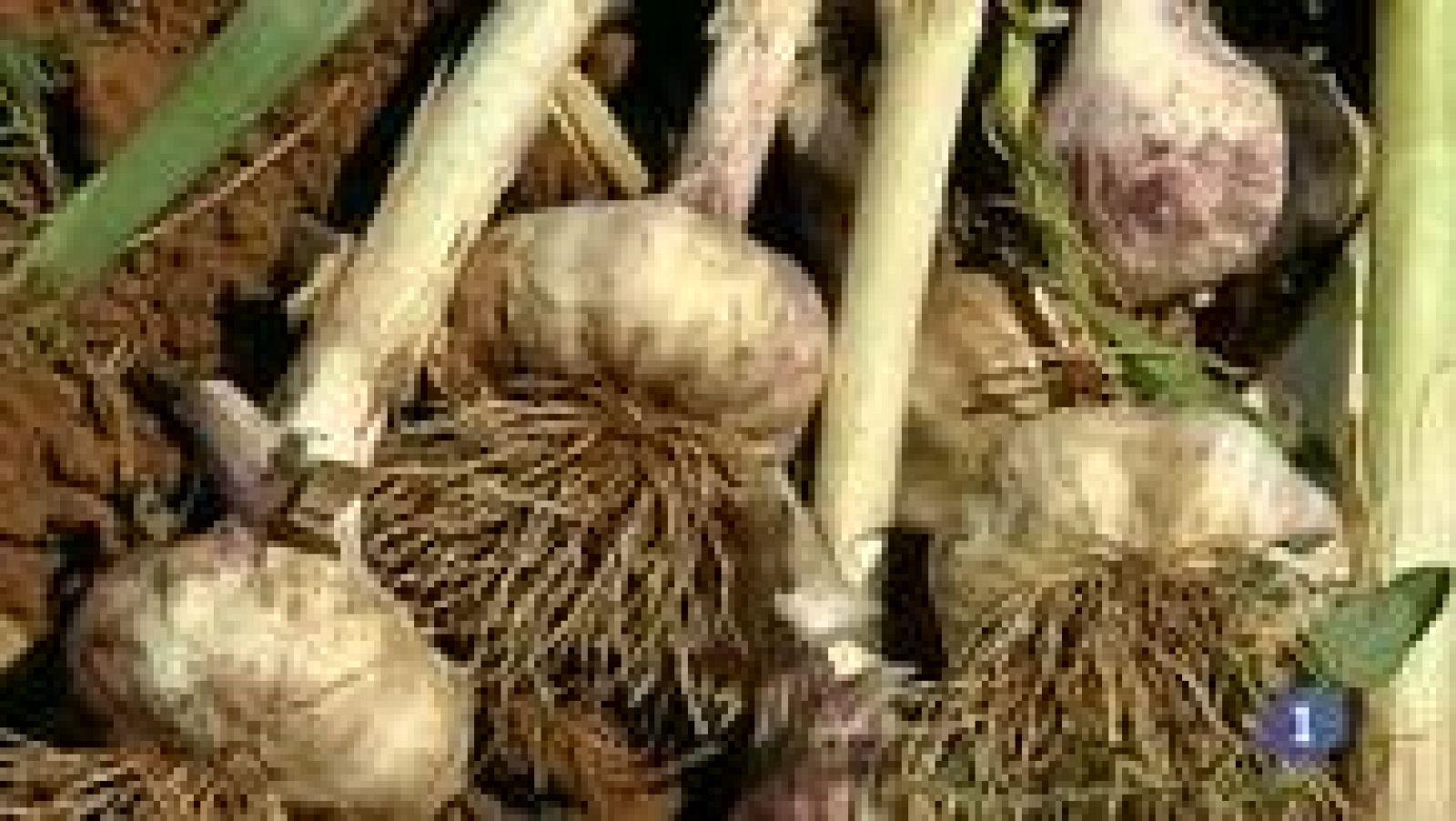 Noticias de Castilla-La Mancha - 09/06/14 | Ver